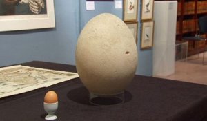 Un œuf géant vendu aux enchères en Angleterre