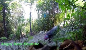 Il a suspendu une balle dans un bois et a filmé une scène étrange !