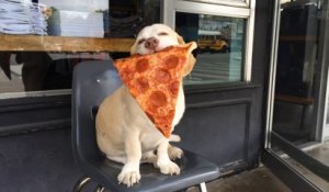 Un chien fan de nourriture : toujours le smile