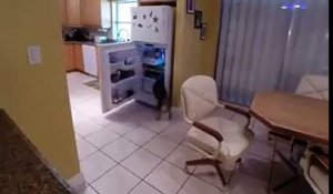 Technique de chien pour ouvrir le frigo