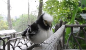 Drôle d'oiseau reproduit les sons humains