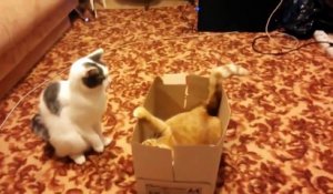deux chats se battent pour une boîte