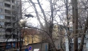 Un chat se fait humilier par un corbeau sur une branche d'arbre