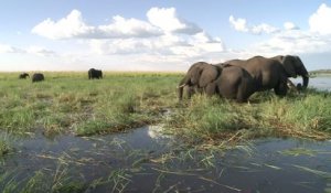 Au Botswana, le dilemme de la chasse aux éléphants