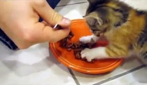 Un chaton protège son repas...