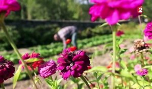 Gastronomie : pour une réhabilitation de ces légumes mal aimés