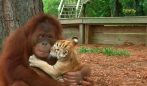 Un Orang-Outan donne le biberon aux bébés tigres !