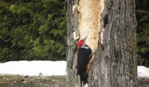 Un pic vert fait un énorme trou dans le tronc d'un arbre