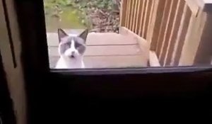 Quand C Est Le Rat Le Boss A La Maison Pauvre Petit Chat Sur Orange Videos