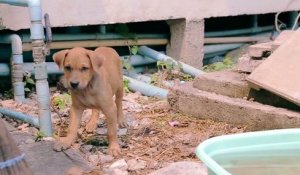 Il transforme la vie des chiens errants en Thaïlande !
