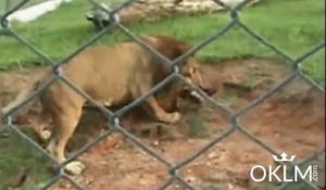 En cage pendant 13 ans, ce lion découvre enfin la liberté