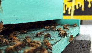 Des abeilles rentrent à la ruche - Slow motion magique