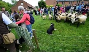 La transhumance de Berthen au Mont des Cats