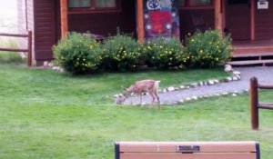 Dans la vraie vie, Bambi et Panpan jouent aussi dans le jardin