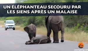 Un éléphanteau s’effondre sur la route, il est sauvé par les siens