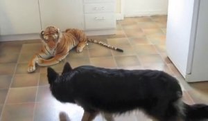 Un berger allemand effrayé par la peluche géante d'un tigre