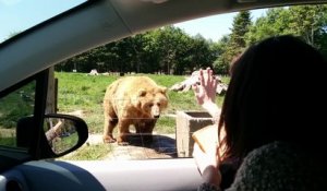 Un ours salue une visiteuse dans un parc animalier