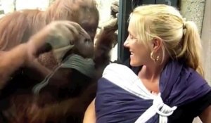 Un orang-outan curieux veut voir le bébé de cette dame!!!