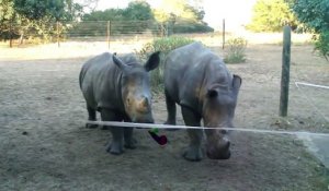 Parodie bébé rhinocéros... En mode anniversaire!