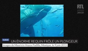 Deep Blue, l'un des plus grands requins du monde a été filmé par un groupe de scientifiques