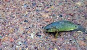 Le poisson qui marche fait peur à l'Australie