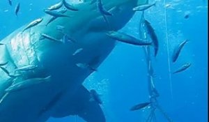 Deep Blue, le plus grands requins blancs jamais filmé