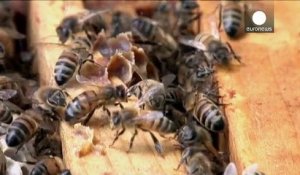 Comme les Etats-Unis, la Francer veut protéger ses abeilles