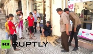 Balade ordinaire à Gaza… avec des lions