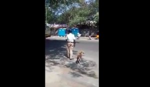 Un policier fait traverser un chien