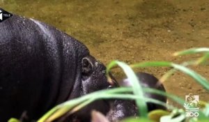 Un Bebe Hippopotame Pygmee Fait Ses Premiers Pas Au Zoo De Melbourne Sur Orange Videos