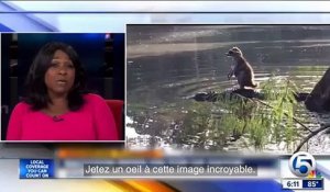 Un raton-laveur se promène sur le dos d'un alligator