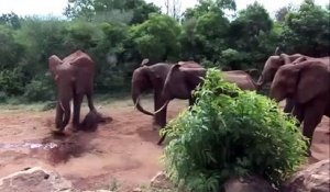 Ce que cette troupe d'éléphants fait lorsqu'un des leurs vient au monde