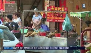 Chine : mobilisation contre la consommation de chiens et de chats lors d'un festival controversé