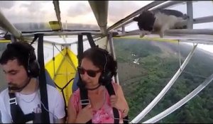 Un chat dans les airs sur l'aile d'un planeur à moteur