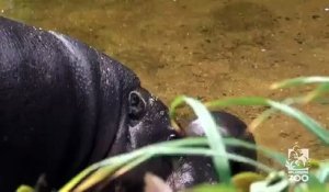 Le premier bain d' un bébé hippopotame pygmée