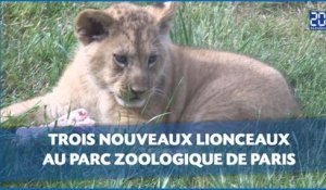 Trois nouveaux lionceaux au parc zoologique de Paris