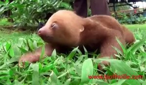 Le bébé paresseux est un animal très drôle !
