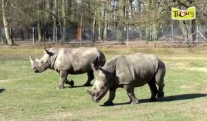 Arrivée au parc de Thoiry de Vince et Bruno, deux jeunes Rhinoceros