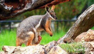 Bébé kangourou orphelin adopté par une maman Wallaby au Zoo d'Adelaide
