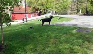 Quand un corbeau dissident s'amuse à troller un chien, ça donne ça !