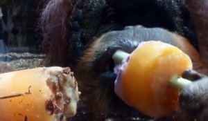 Glace à l'italienne pour les animaux du zoo de Rome