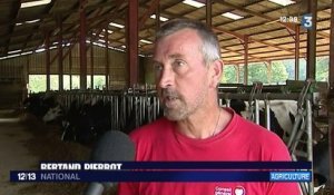 Canicule : les vaches souffrent elles aussi de la chaleur