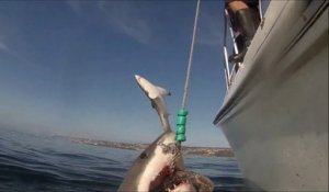 Un grand requin blanc saute à plus de 4m de hauteur - Dingue