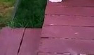 Choc Ils Retrouvent De La Viande De Chat Dans Un Kebab Sur Orange Videos