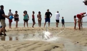 Un requin blanc échoué sur une plage est sauvé par des vacanciers