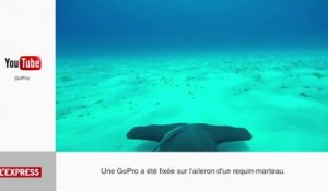 Une GoPro sur l'aileron d'un requin-marteau - Le zapping insolite