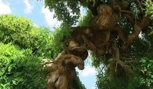 Un sophora japonica à Villers-les-Pots pour le concours de "l'arbre de l'année"