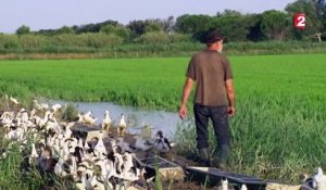 Agriculture intelligente : des canards pour remplacer les pesticides