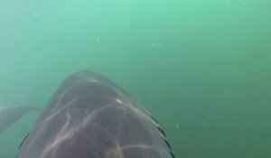 Une caméra sur le dos d'un grand requin blanc