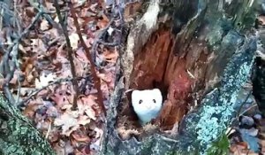 Un cameraman filmait dans les bois lorsqu'il l'a surpris